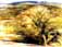 Acacia fiorita